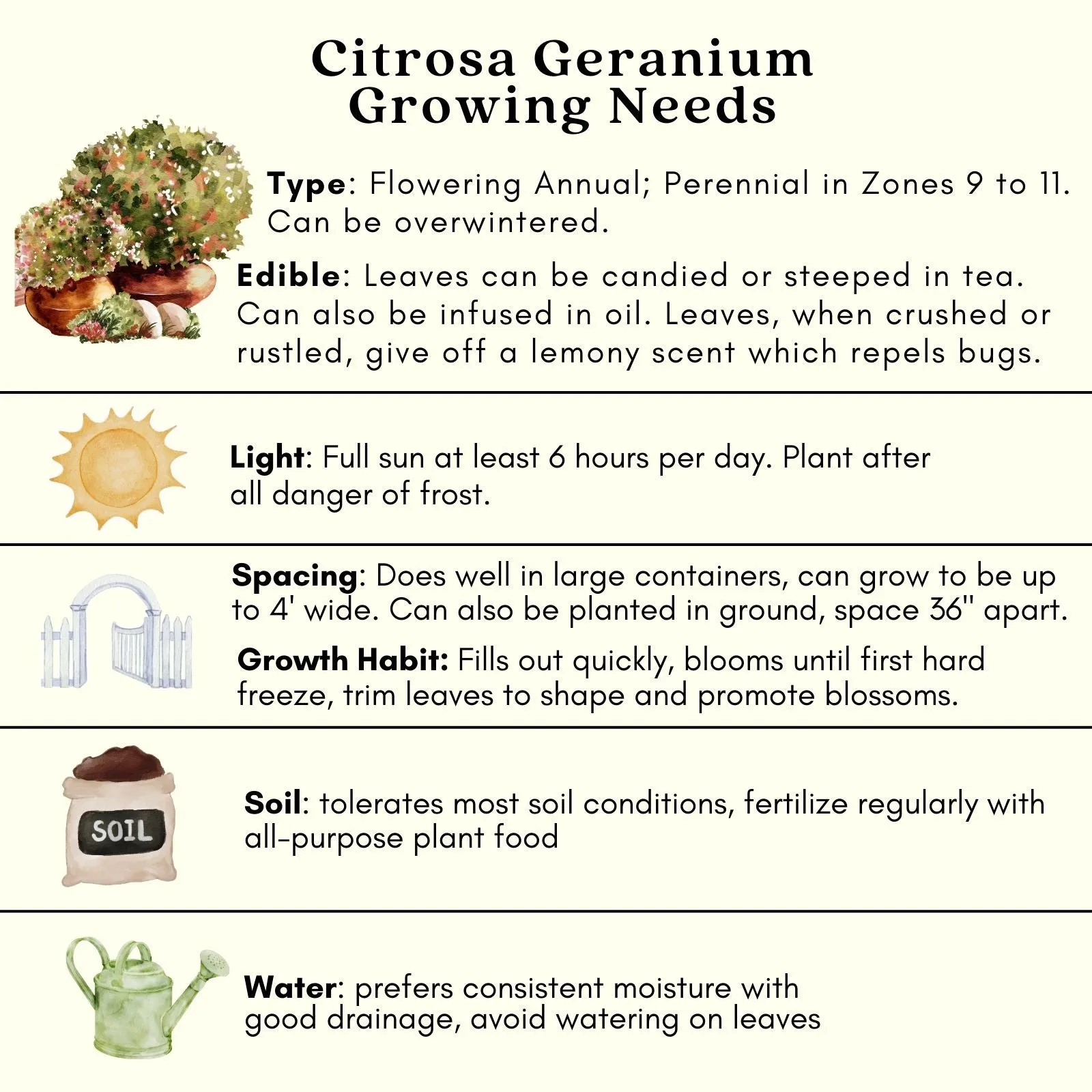 Citrosa Geranium Plant | Two Live Citronella Garden Plants | Non-GMO, Mosquito Repellent, Blooming, Edible