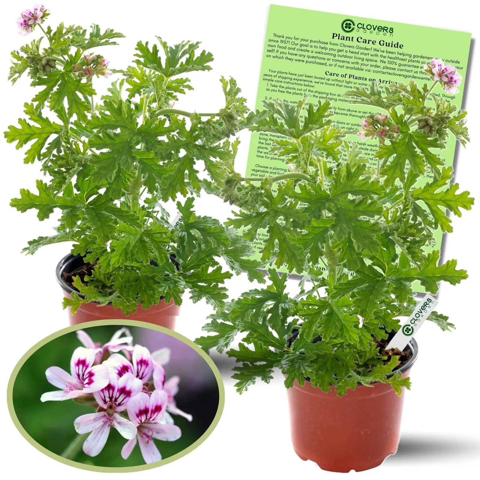Citrosa Geranium Plant | Two Live Citronella Garden Plants | Non-GMO, Mosquito Repellent, Blooming, Edible