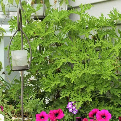 Citrosa Geranium Plant | Two Live Citronella Garden Plants | Non-GMO, Mosquito Repellent, Blooming, Edible