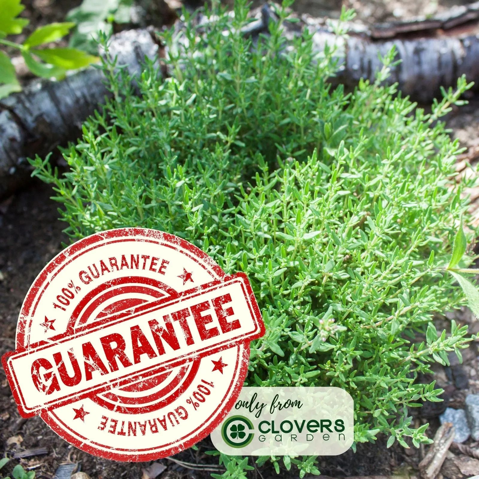 Creeping Lemon Thyme | Two Live Herb Plants | Non-GMO, Mosquito Repellent, Edible