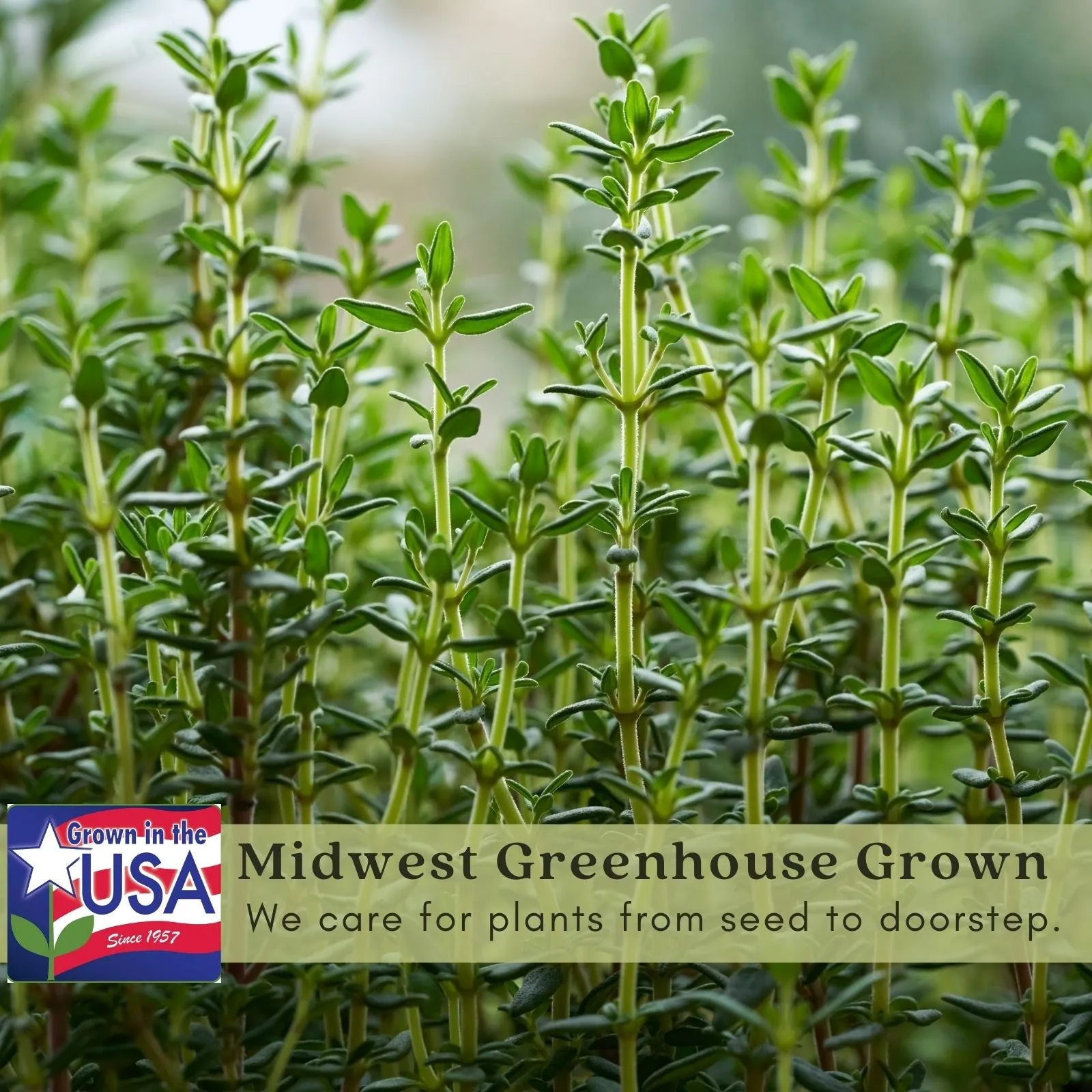 Creeping Lemon Thyme | Two Live Herb Plants | Non-GMO, Mosquito Repellent, Edible