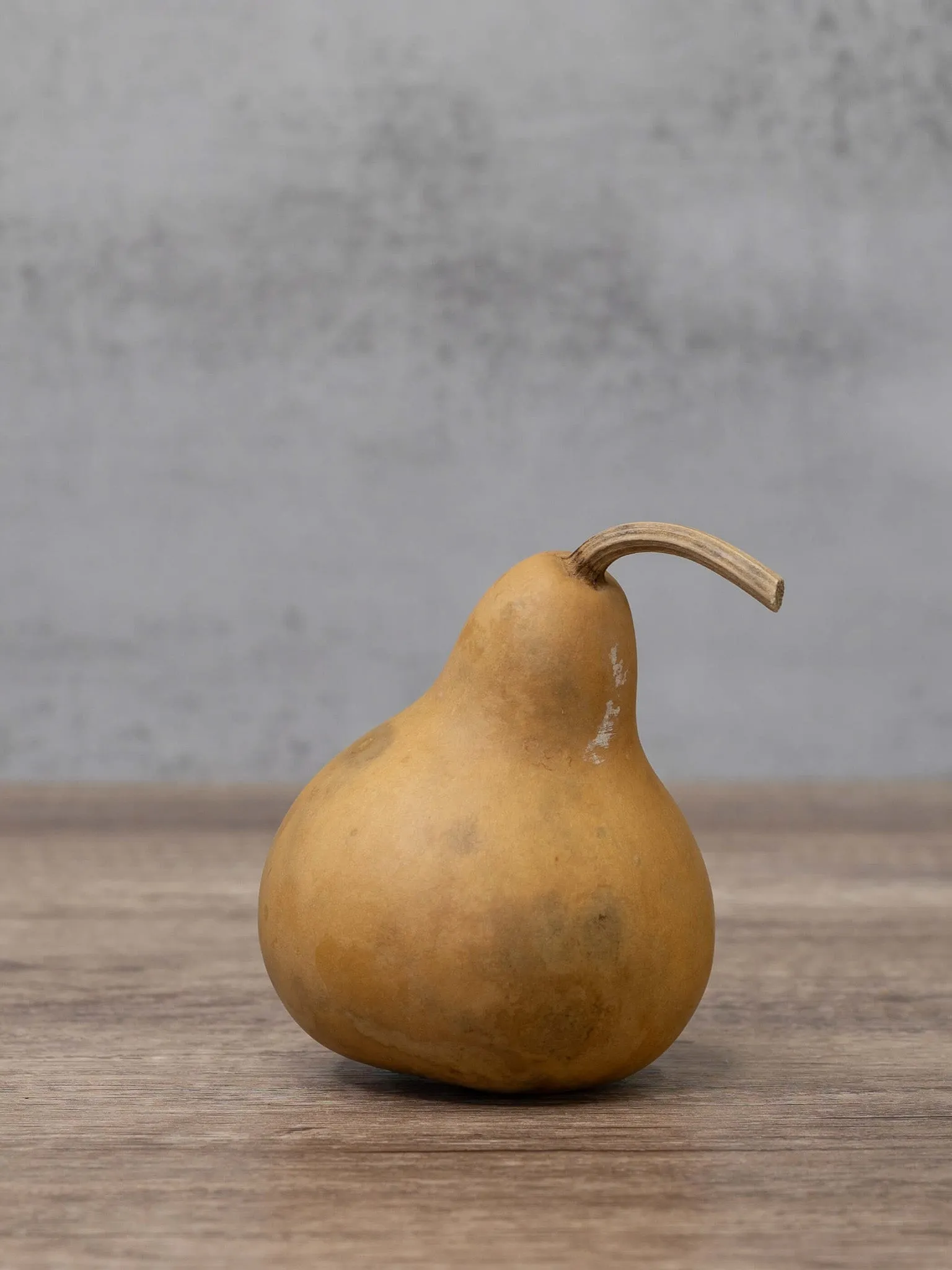 Dried 3 Inch Martin Gourd