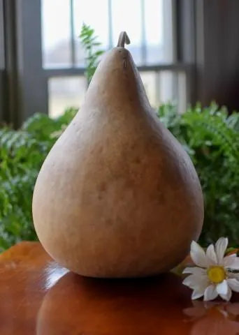 Dried 9 Inch Martin Gourd