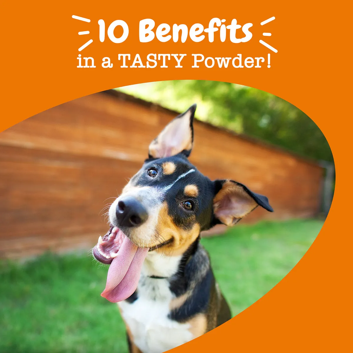 Multivitamin Powder for Dogs
