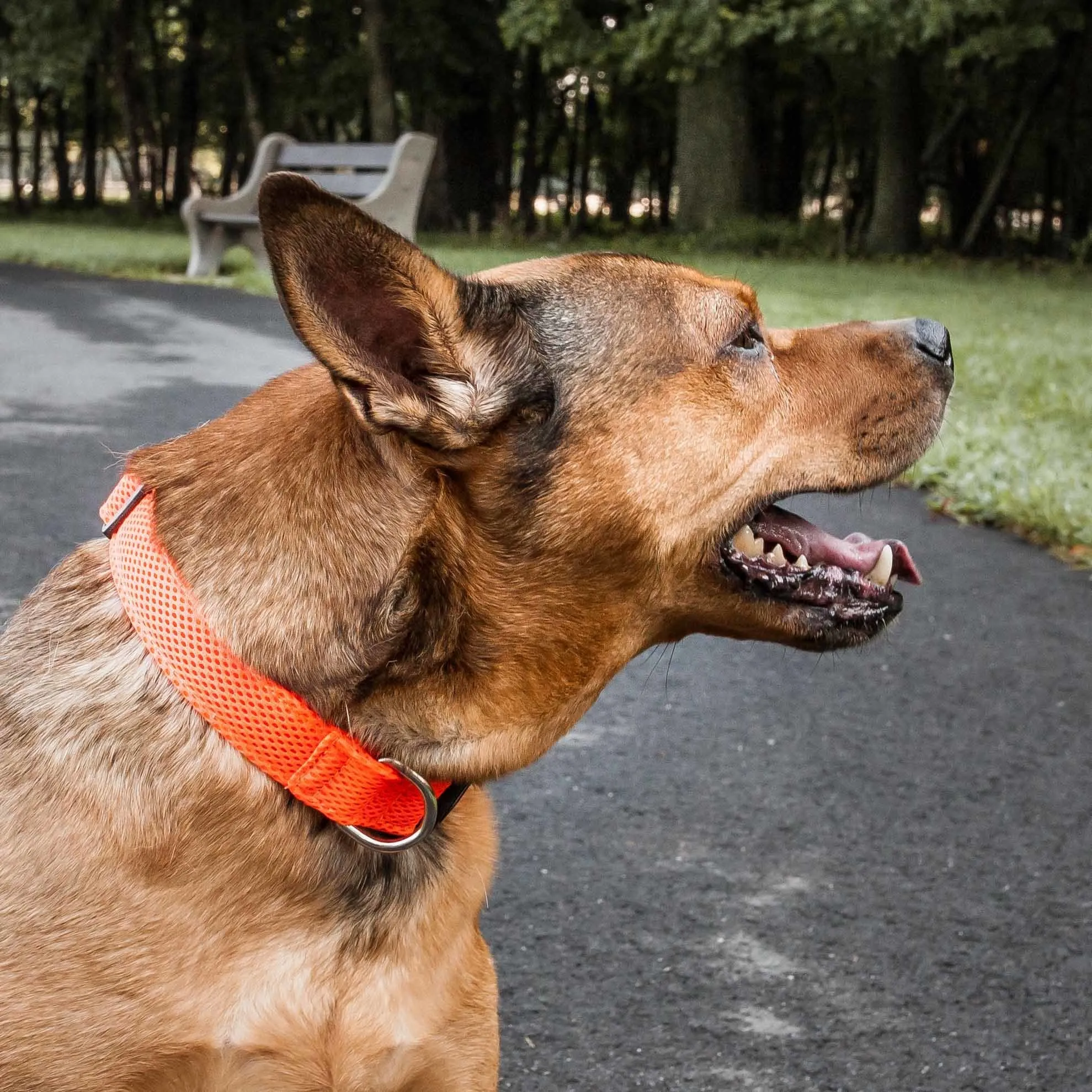 Pet Life - Aero Mesh - 360 Degree Comfortable Breathable Adjustable Mesh Collar for Dogs