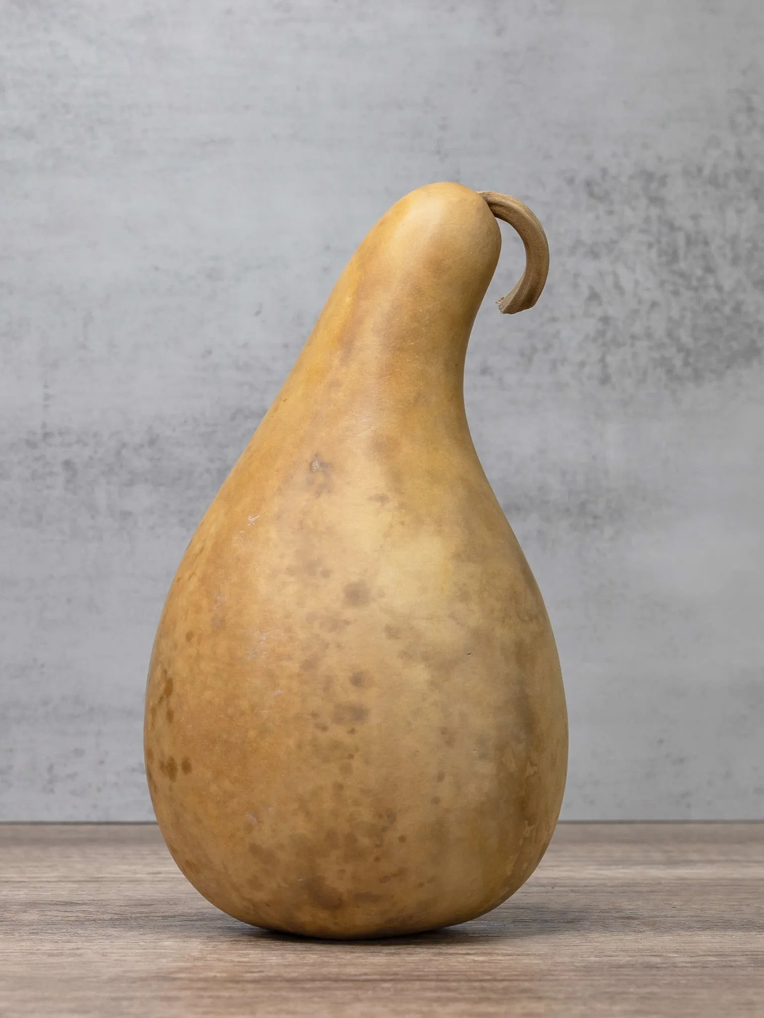 Raw 8-10 Inch Penguin