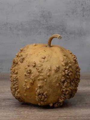 Raw Warty Gourd