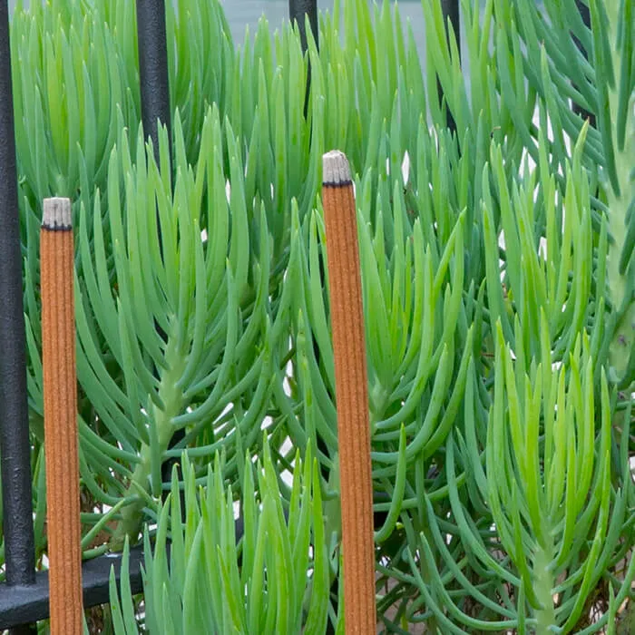 SANDALWOOD INCENSE STICKS WITH CITRONELLA & FRANGIPANI OIL 12PACK